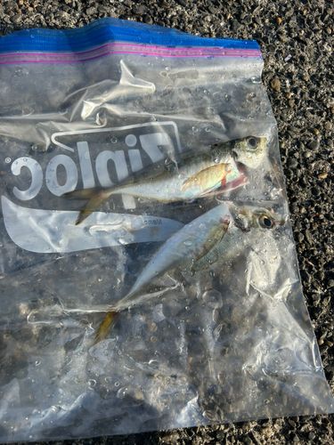 マアジの釣果
