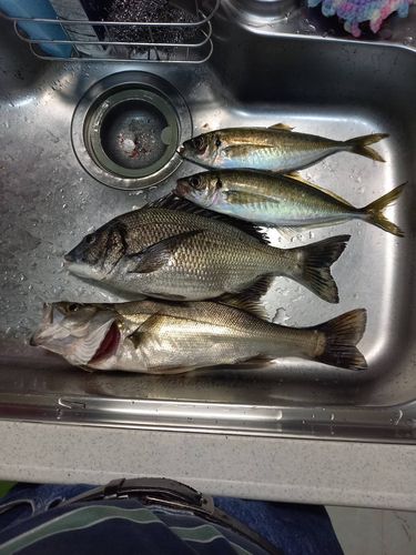 シーバスの釣果