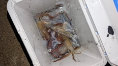 ヒイカの釣果