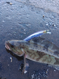 ホッケの釣果