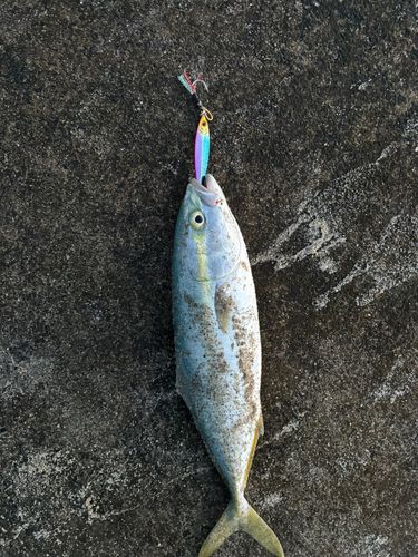 ワカシの釣果