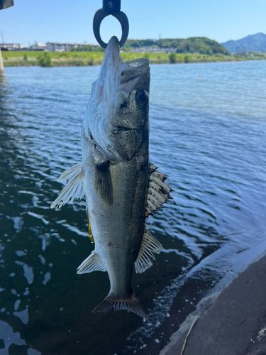 セイゴ（マルスズキ）の釣果