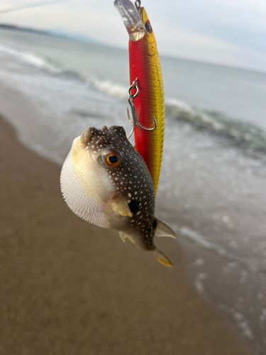 アカメフグの釣果