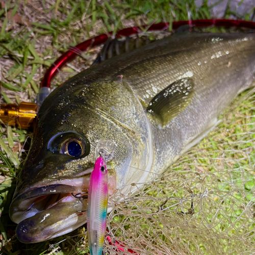 フッコ（マルスズキ）の釣果