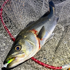 フッコ（マルスズキ）の釣果