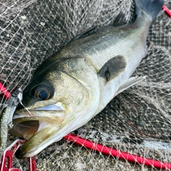 フッコ（マルスズキ）の釣果