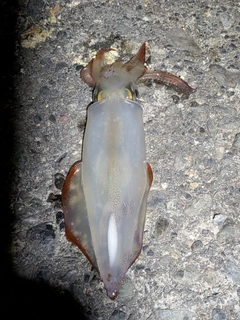 ケンサキイカの釣果