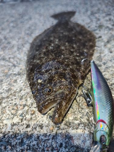 ヒラメの釣果