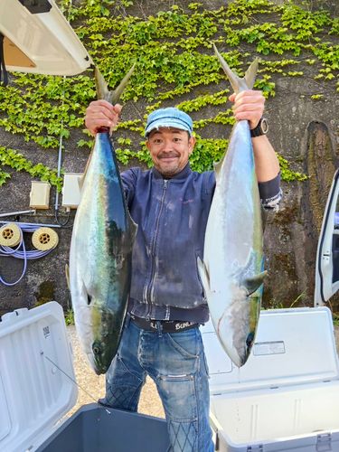 ブリの釣果