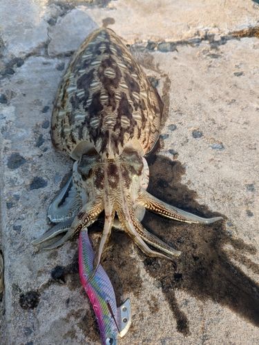 モンゴウイカの釣果