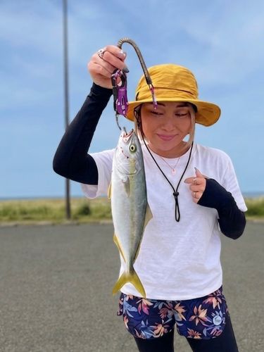 ワカシの釣果