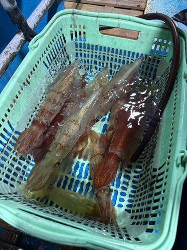 ケンサキイカの釣果