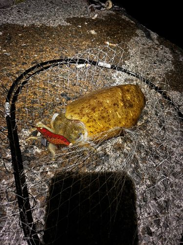 モンゴウイカの釣果
