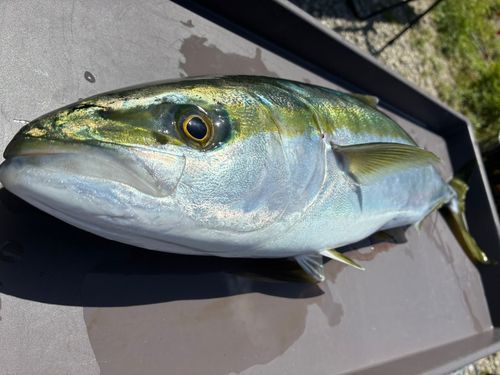 ワラサの釣果