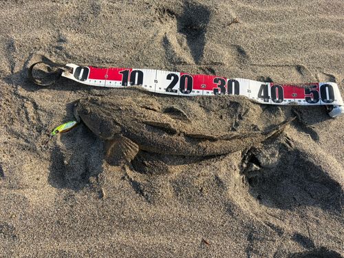 マゴチの釣果