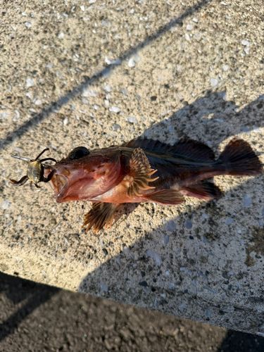 カサゴの釣果