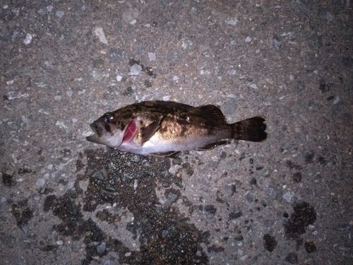 ソイの釣果