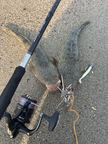 マゴチの釣果