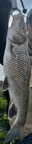 ニゴイの釣果