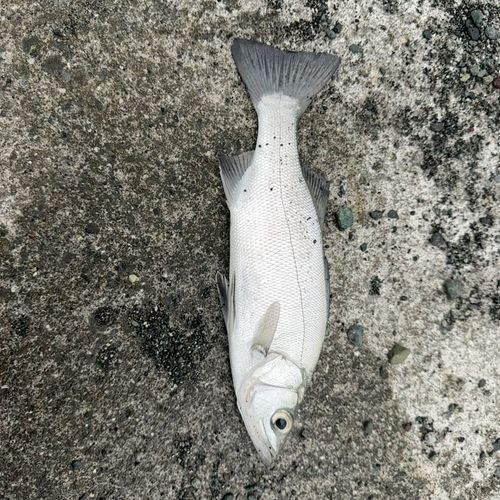 ヒラスズキの釣果