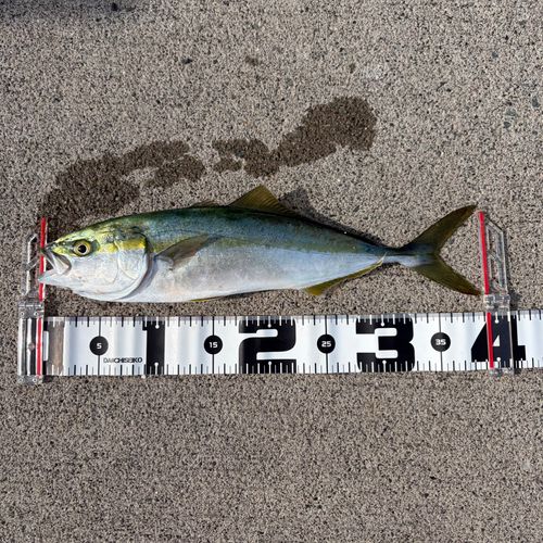 イナダの釣果