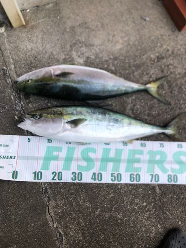 ブリの釣果