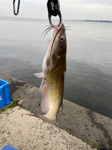 雷魚地図マップ　雷魚釣り　雷魚　静岡県　栃木県　茨城県 ライギョが釣れた 茨城県 野池土浦石岡周辺 - YouTube