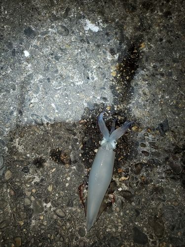 ヤリイカの釣果