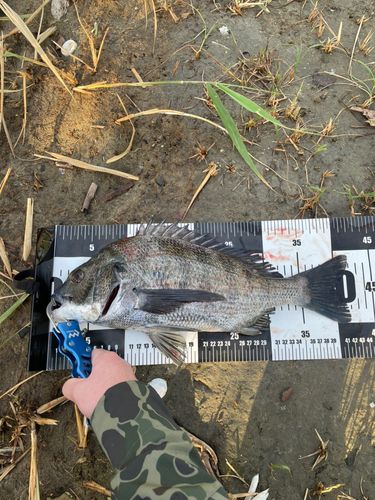 チヌの釣果