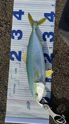 イナダの釣果