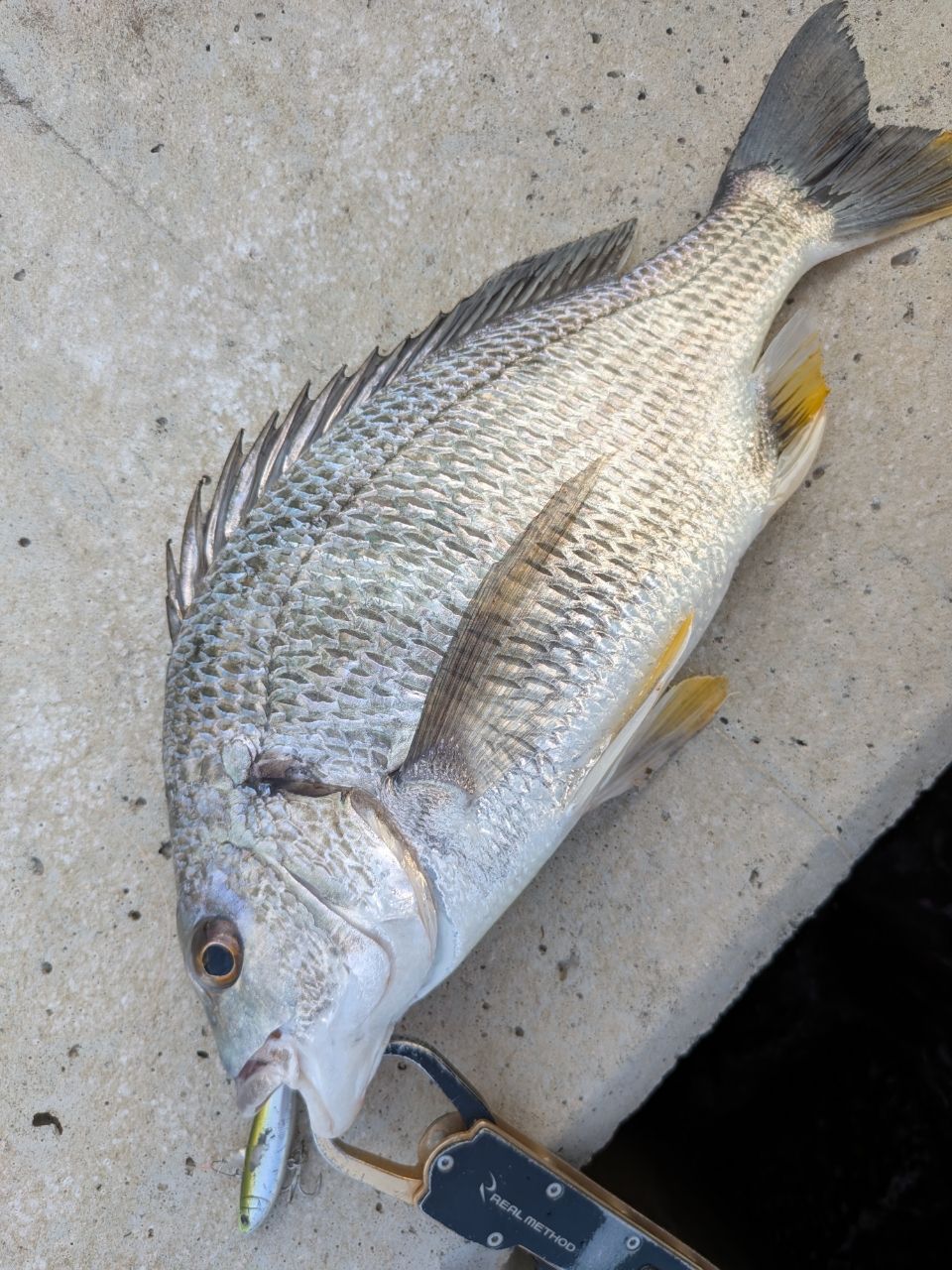 キビレの釣果写真
