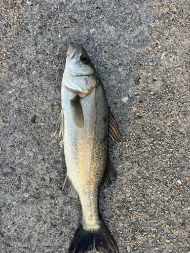 スズキの釣果