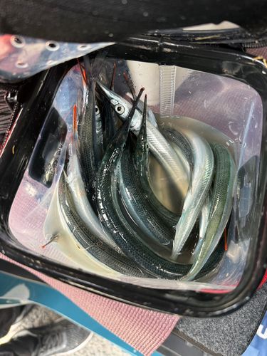 サヨリの釣果