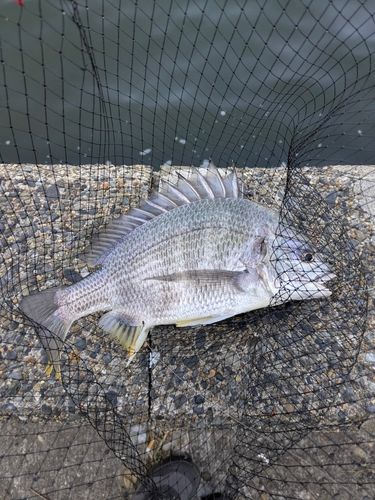 キビレの釣果