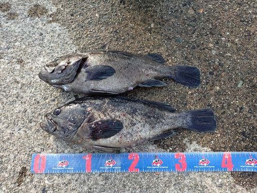 クロソイの釣果