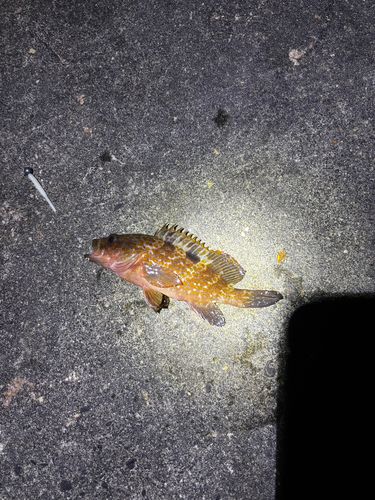 キジハタの釣果