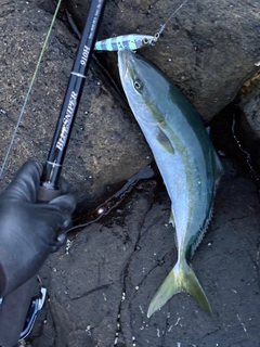 イナダの釣果