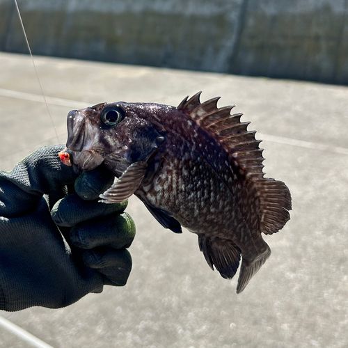 マゾイの釣果