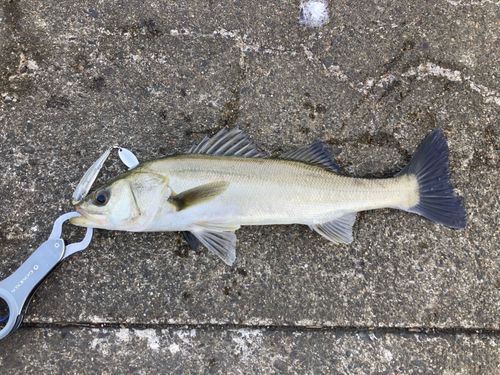フッコ（マルスズキ）の釣果