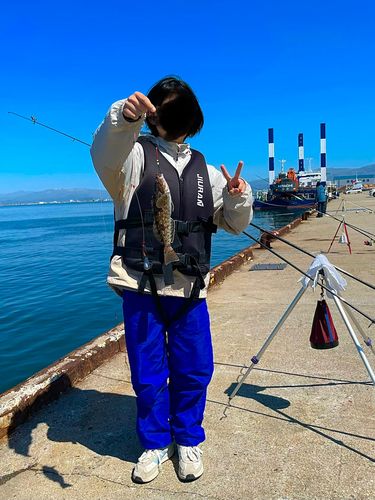 アイナメの釣果