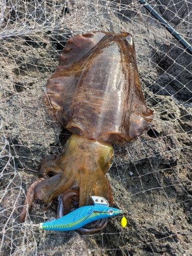 アオリイカの釣果