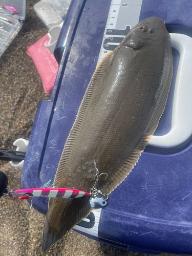 シタビラメの釣果