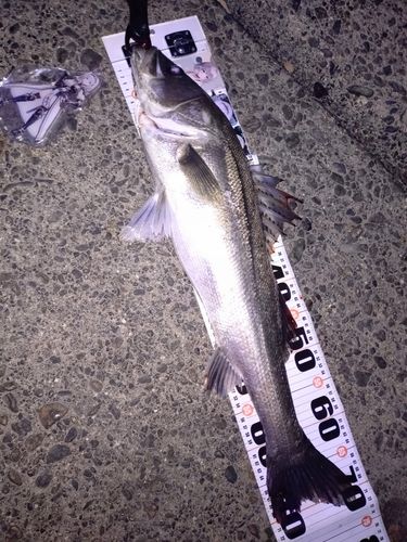 スズキの釣果