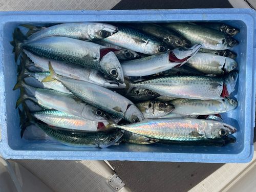 サバの釣果