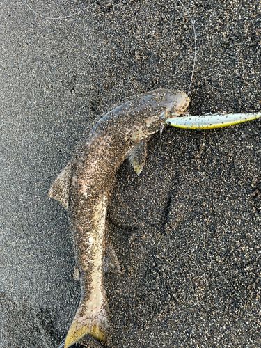 アメマスの釣果