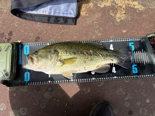 ブラックバスの釣果