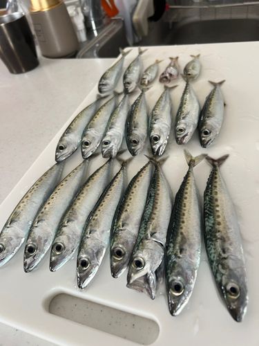 サバの釣果
