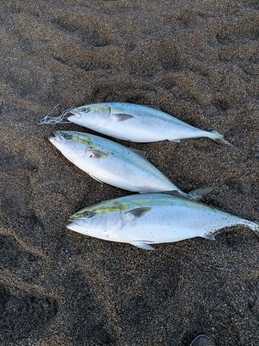 ブリの釣果