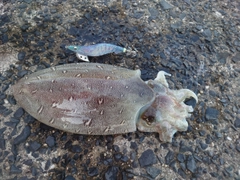 コウイカの釣果