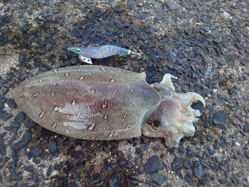 コウイカの釣果